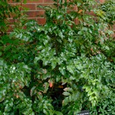 Oregon Grape